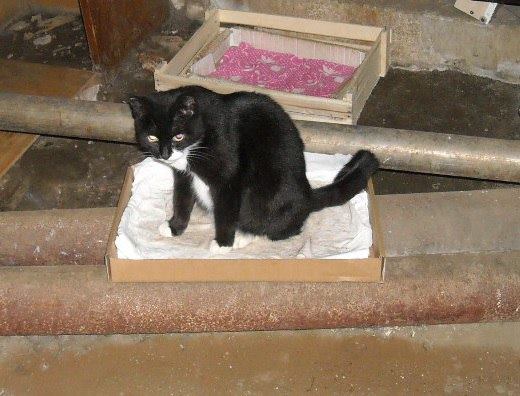 Soja_Katzen/Musja 005.jpg